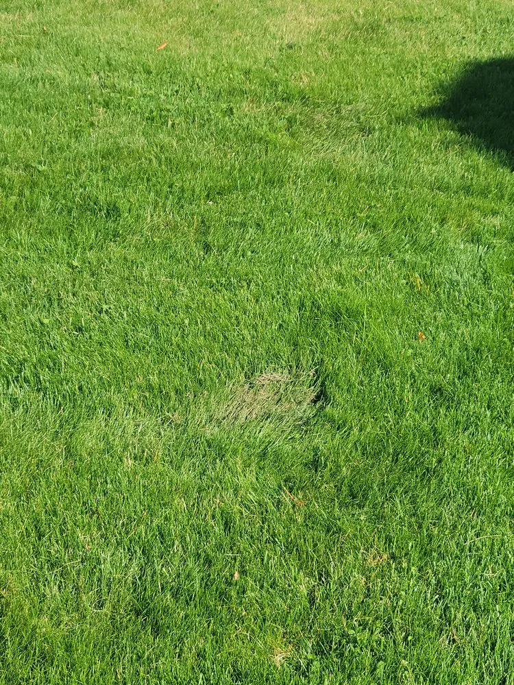 Affordable lawn care service near you in Sequim, WA by strat's lawncare and more