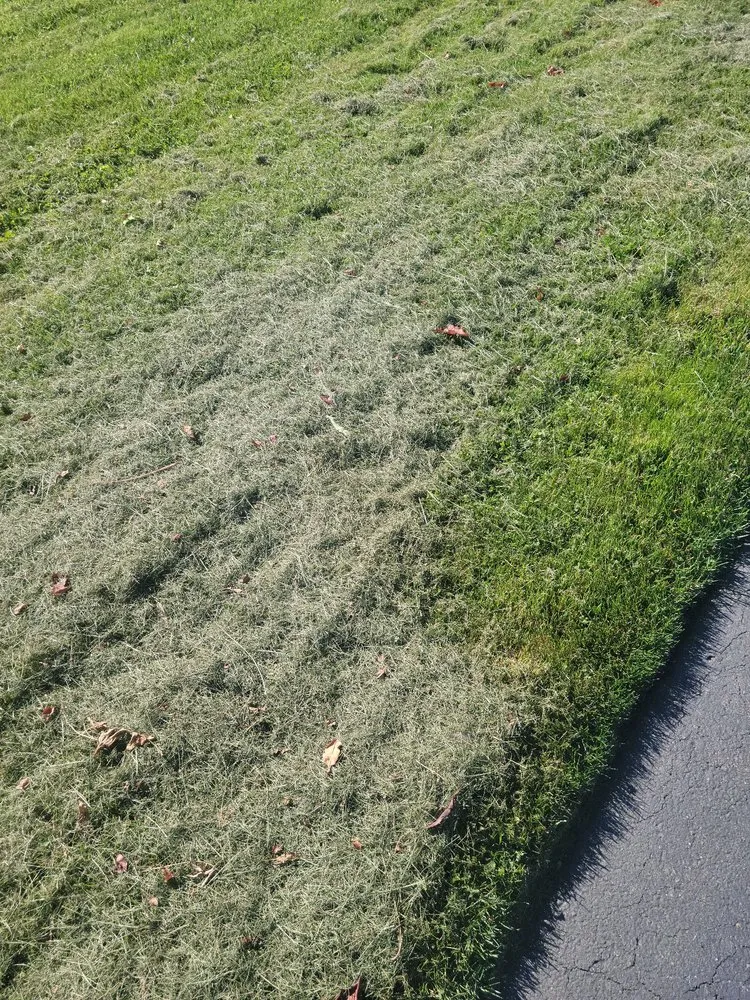 Affordable yard cleanup service for year-round maintenance across Sequim, WA - strat's lawncare and more