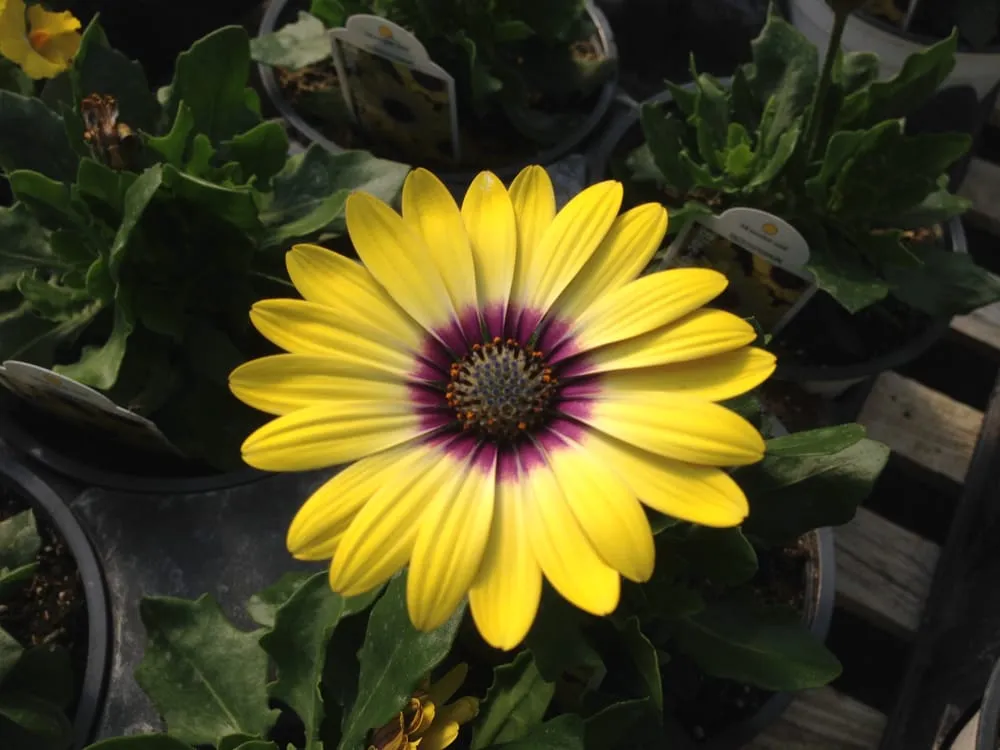 Trusted lawn mowing service in Bluffton, OH - Stratton Greenhouses