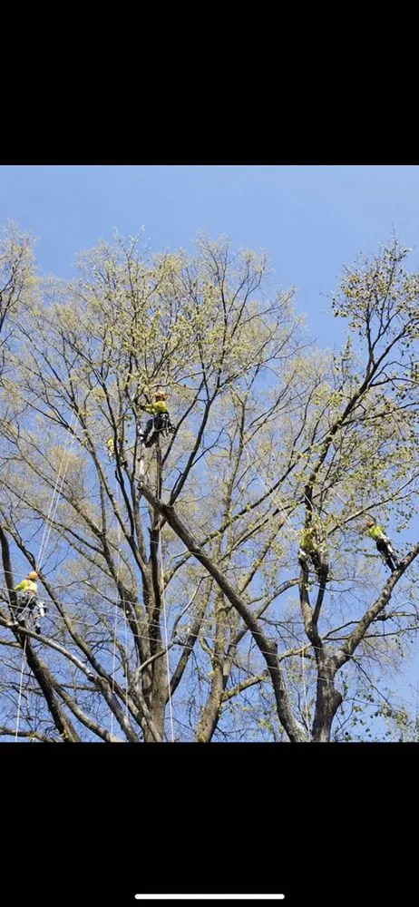 Professional yard cleanup service experts serving Bon air, VA - Stratton landscaping