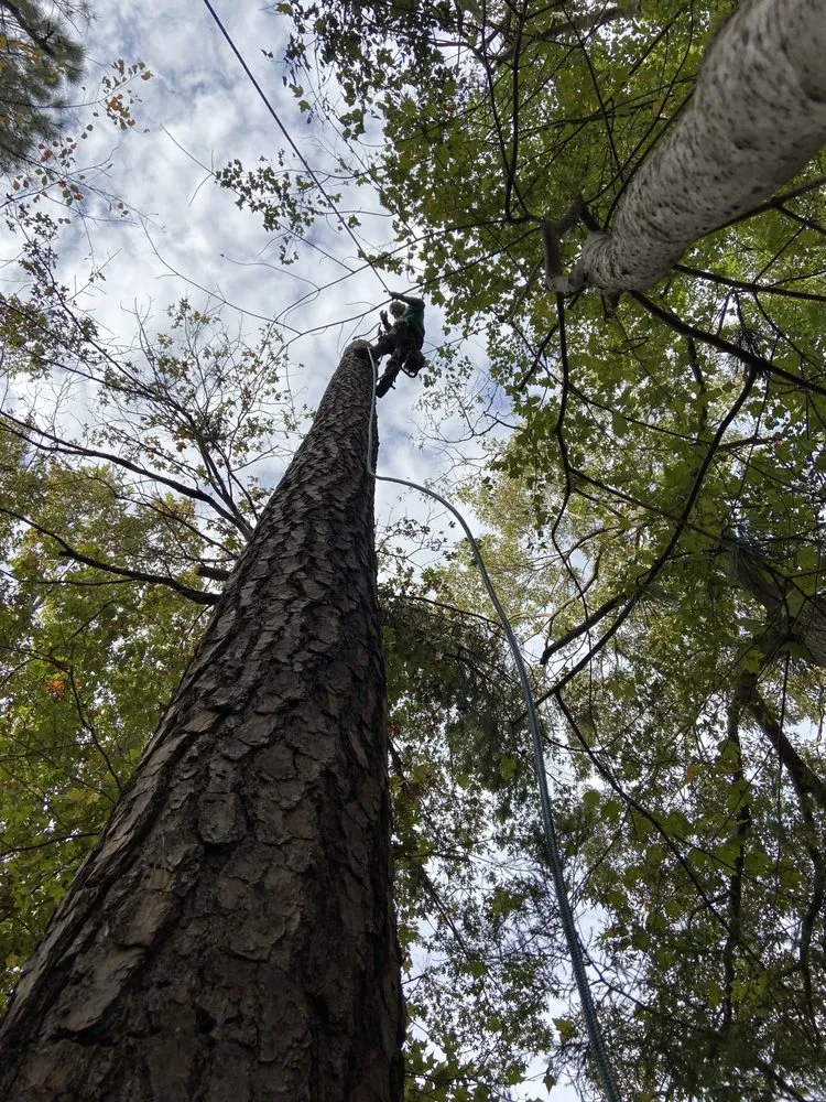 Professional garden landscaping experts serving Bon air, VA - Stratton landscaping