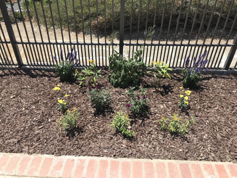 Affordable yard cleanup service experts serving Capistrano Beach, CA - Straw Hat Landscapes