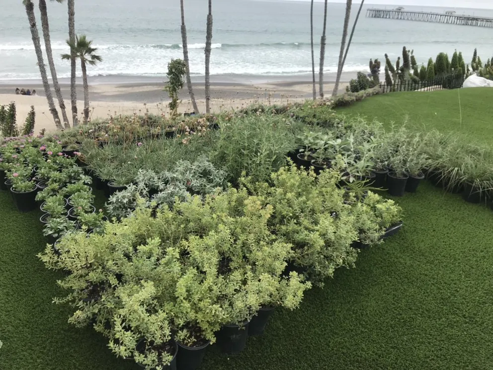 Trusted lawn care service in Capistrano Beach, CA - Straw Hat Landscapes
