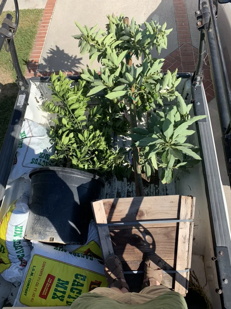Trusted outdoor landscaping in Capistrano Beach, CA by Straw Hat Landscapes