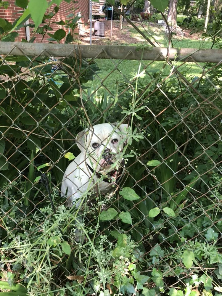 Top-rated lawn care service experts serving Clarkston, GA - Strawberry Western