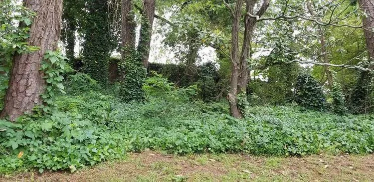 Expert yard cleanup service experts serving Clarkston, GA - Strawberry Western