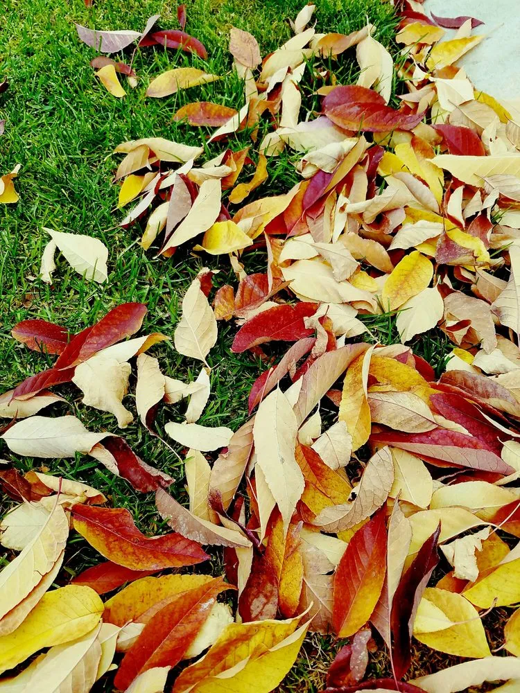 Custom residential landscaping in Twin Falls, ID - Streamline Lawn Care & Spraying