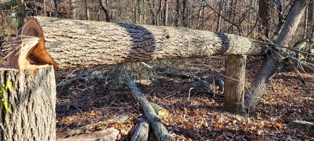 Local yard maintenance for beautiful yards across Hatboro, PA - Street Dreams Tree Service