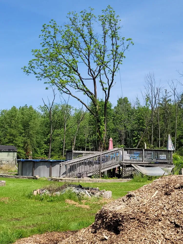 Local landscaping services near you in Hatboro, PA by Street Dreams Tree Service