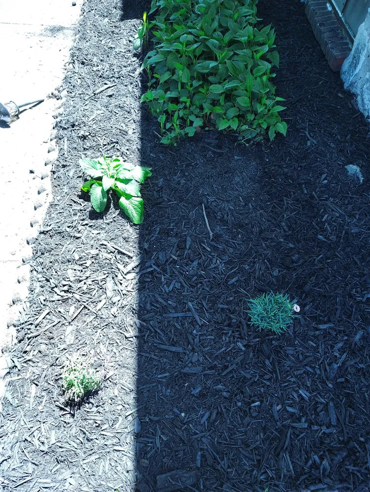 Local landscape installation in Baltimore, MD - Street Lawn and Car Wash Service