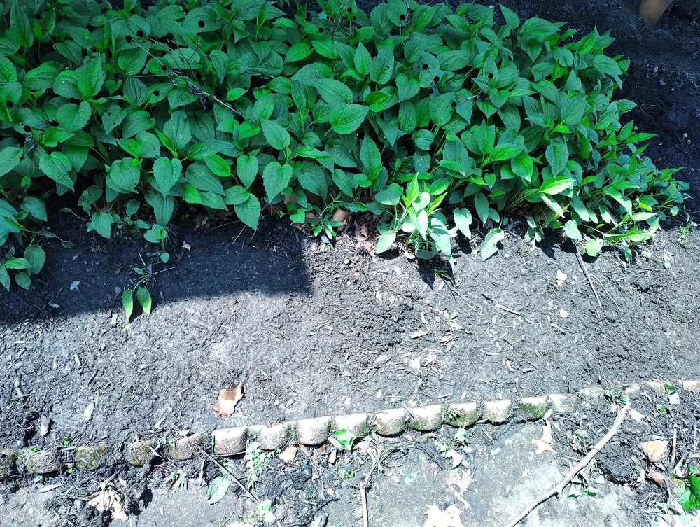 Top-rated garden landscaping in Baltimore, MD by Street Lawn and Car Wash Service