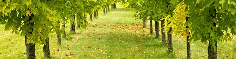 Local landscape design experts serving Youngstown, OH - Stride's Tree Service & Stump Removal