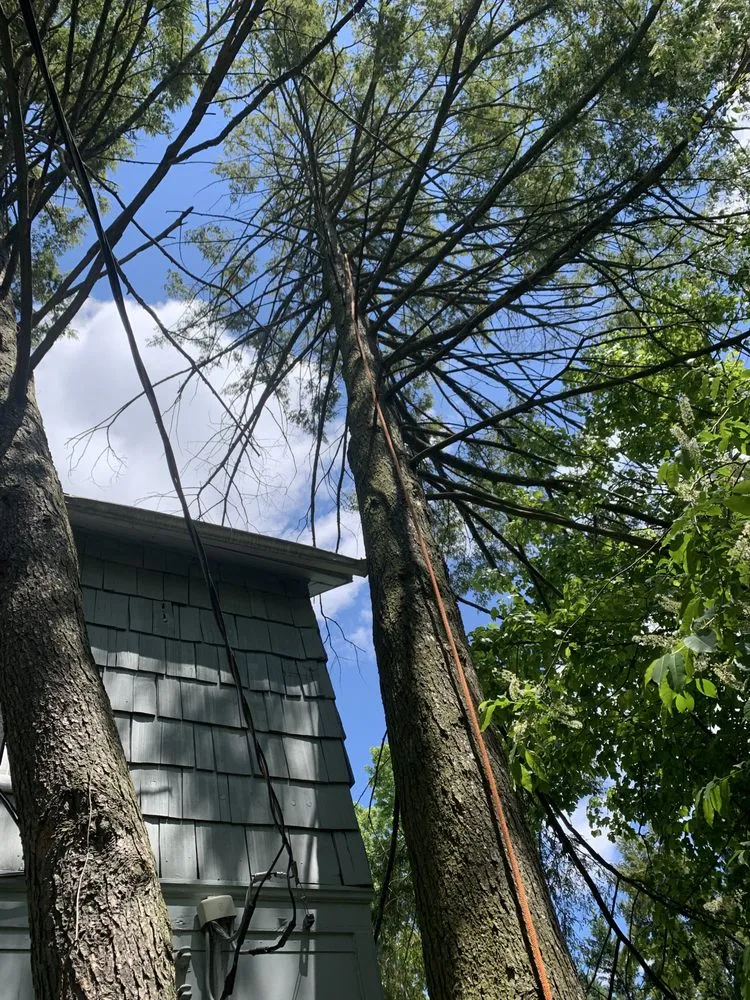 Expert landscape installation in Amissville, VA by Stringfellow's Tree Service