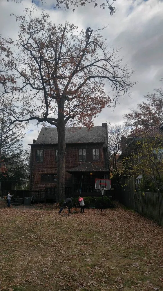 Professional landscape installation in Amissville, VA - Stringfellow's Tree Service