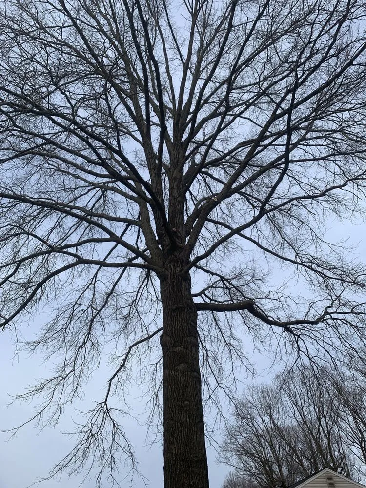 Affordable residential landscaping for homes across Amissville, VA - Stringfellow's Tree Service