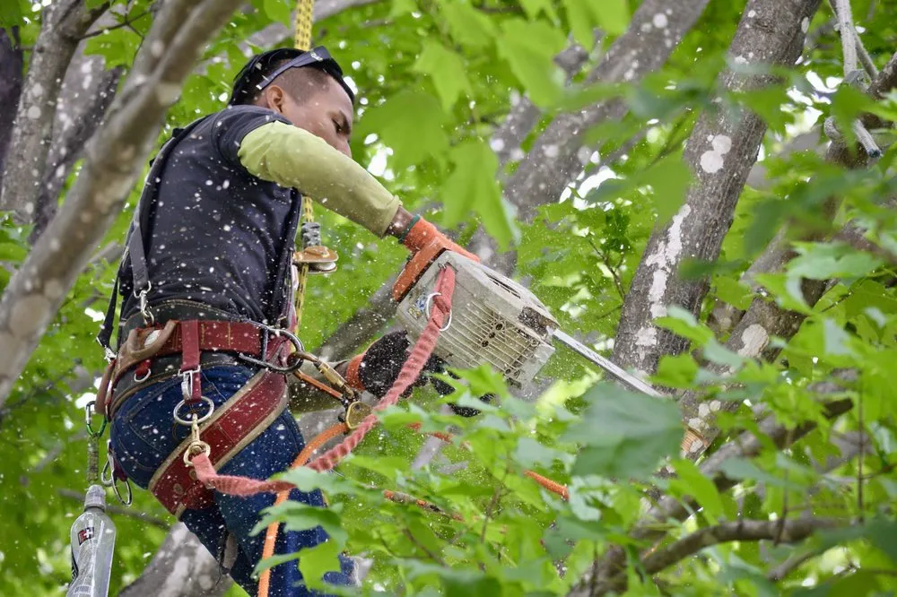 Reliable yard maintenance experts serving Amissville, VA - Stringfellow's Tree Service