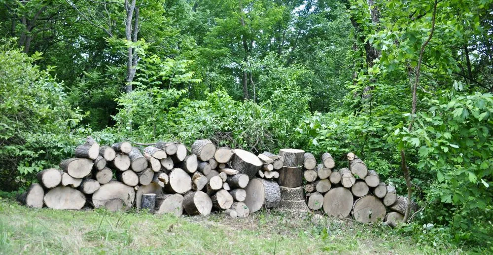 Affordable outdoor landscaping for outdoor upgrades in Amissville, VA by Stringfellow's Tree Service