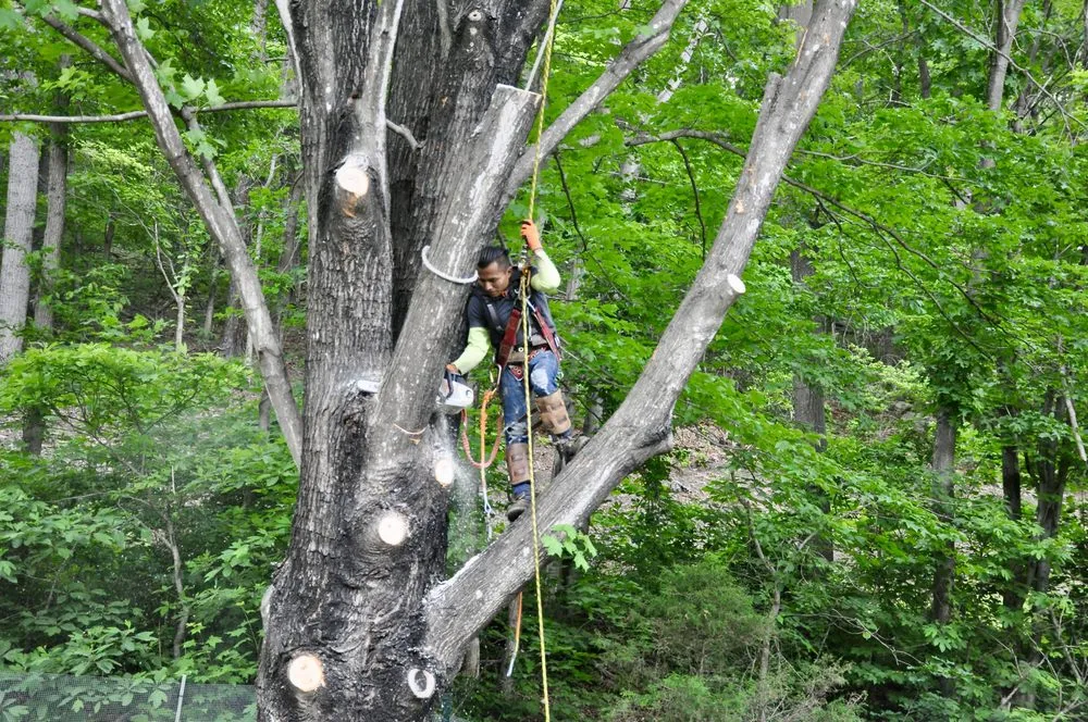 Professional lawn care service in Amissville, VA - Stringfellow's Tree Service