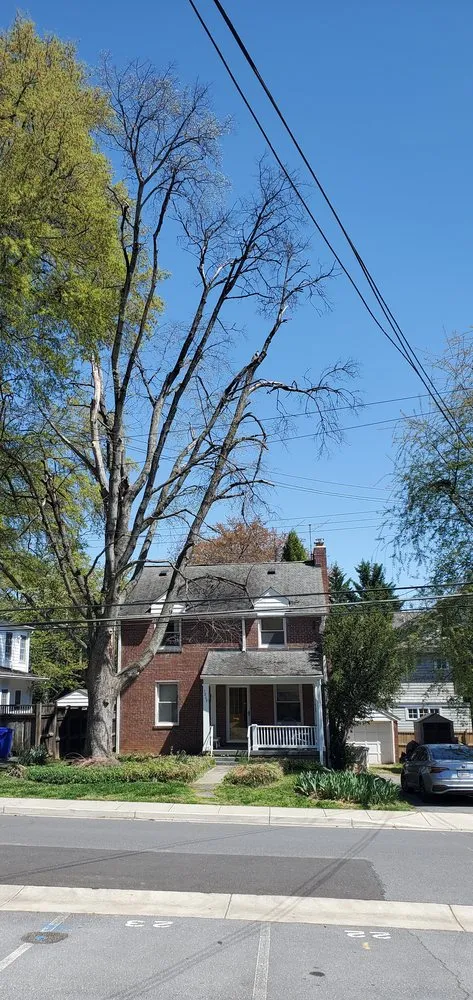 Expert landscape design in Amissville, VA by Stringfellow's Tree Service