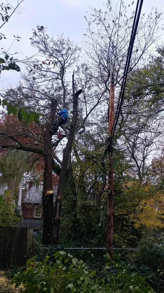 Local residential landscaping in Amissville, VA - Stringfellow's Tree Service