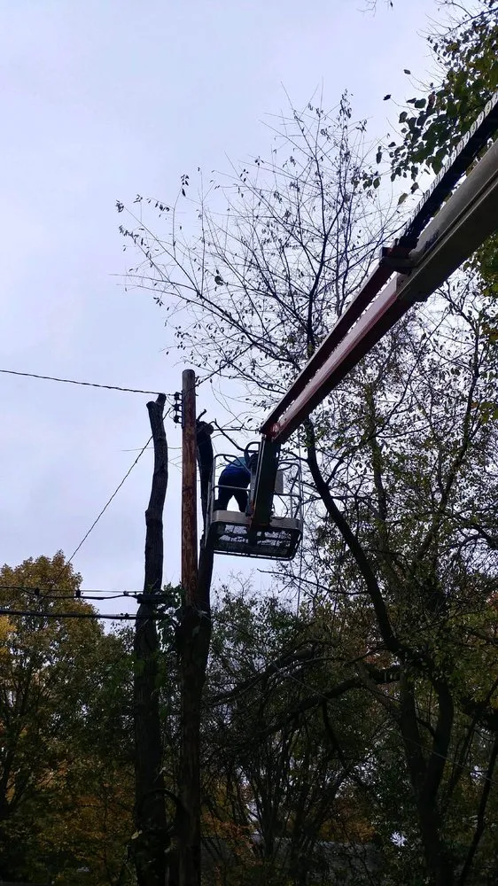 Custom landscape design in Amissville, VA by Stringfellow's Tree Service