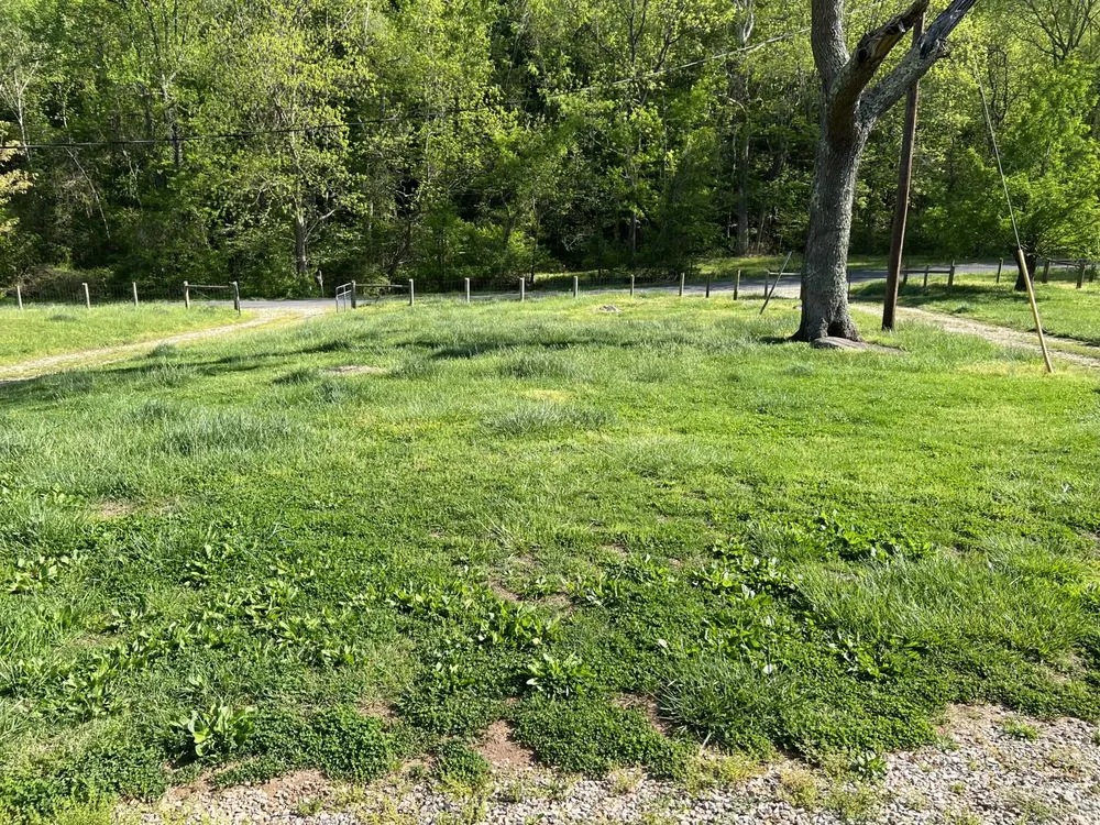 Local yard maintenance in Lynchburg, VA - Stripe 2 Spray Pressure Washing & LawnCare