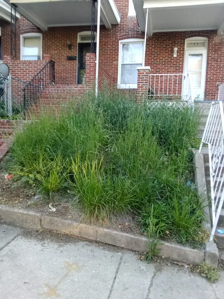 Reliable yard cleanup service in Parkville, MD by STRIVE UNTIL REVENUE FORM