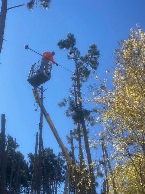 Custom landscape design in Cedar, MN by Strong & Sons Total Tree Service