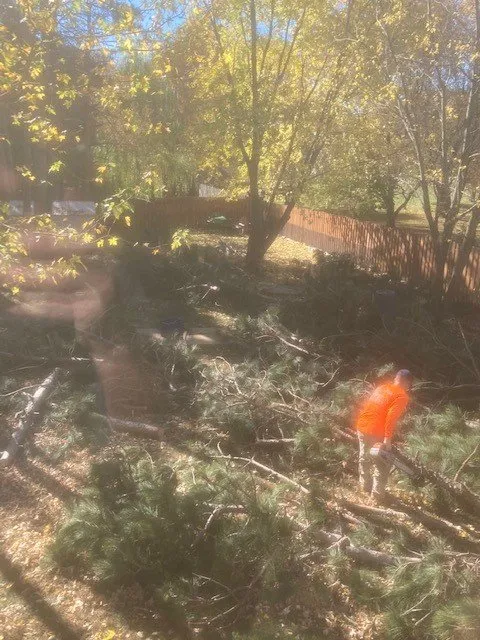 Expert lawn care service for year-round maintenance across Cedar, MN - Strong & Sons Total Tree Service