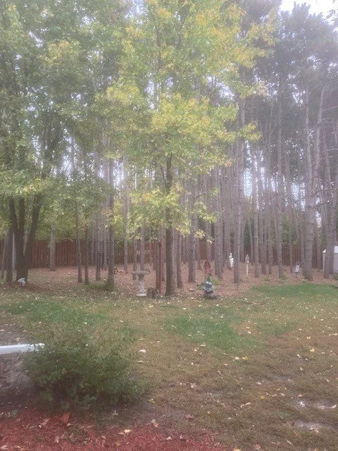 Professional yard maintenance for year-round maintenance in Cedar, MN by Strong & Sons Total Tree Service