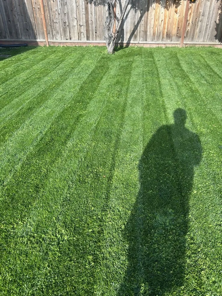 Local lawn care service for homes across San Jose, CA - Strong Landscaping & Design