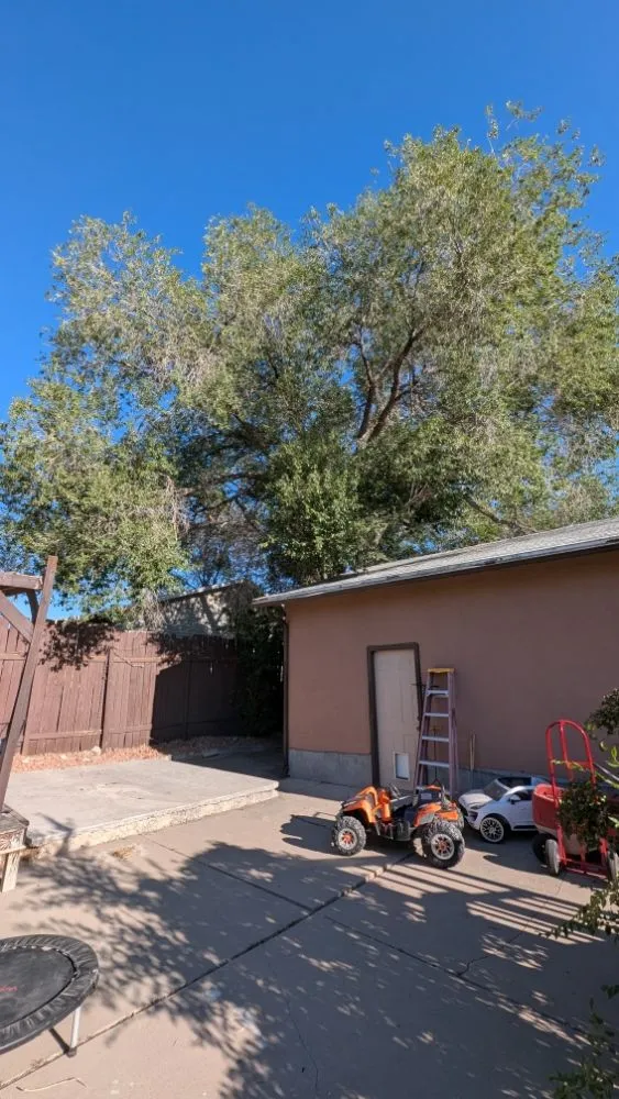 Reliable yard cleanup service in West Jordan, UT - Strong Roots