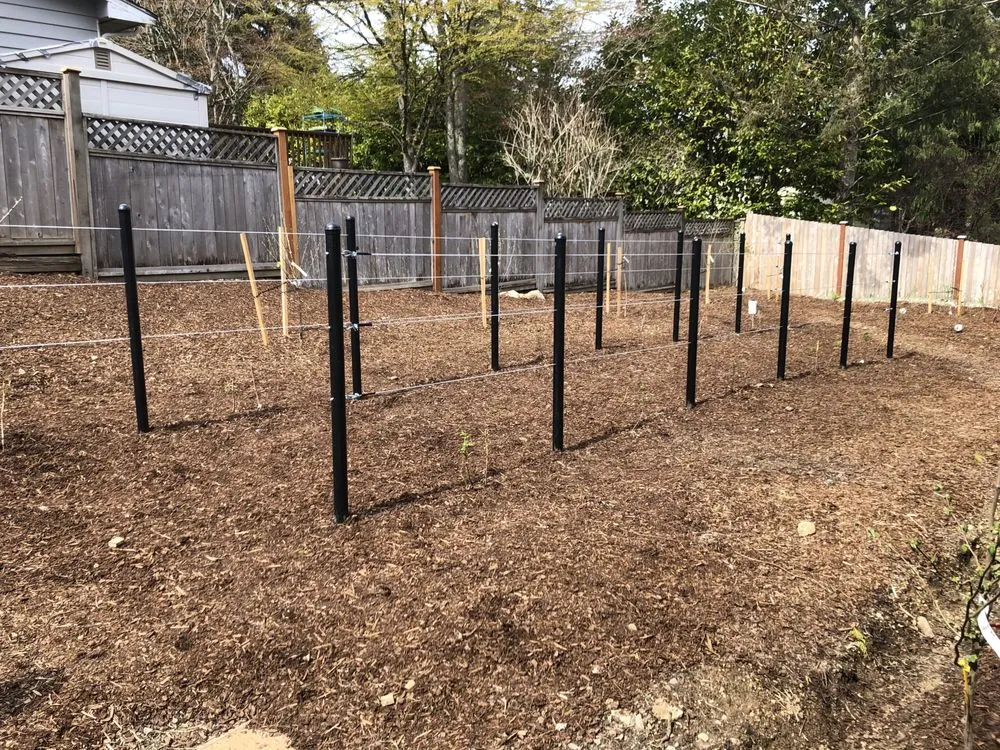 Affordable yard cleanup service in Bellingham, WA - Strong Stems