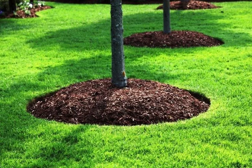 Affordable lawn care service in Sarasota, FL - Stroud Land Service