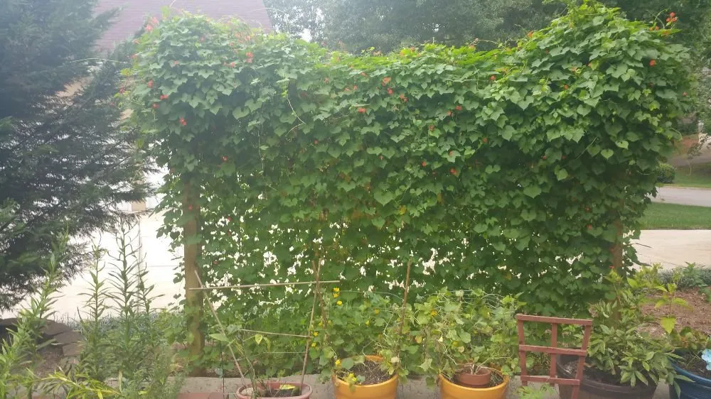 Expert yard cleanup service in Newnan, GA by Strozier Lawn Care Services