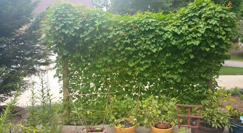 Top-rated yard cleanup service in Newnan, GA by Strozier Lawn Care Services