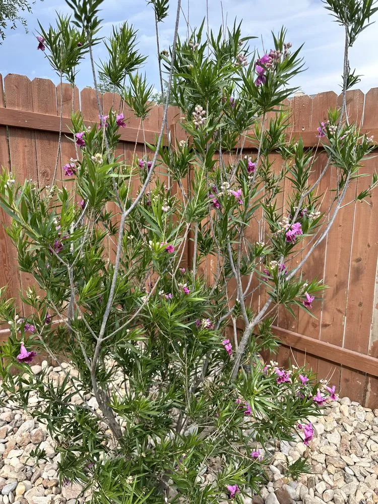 Reliable landscape installation experts serving Austin, TX - Structure Landscapes