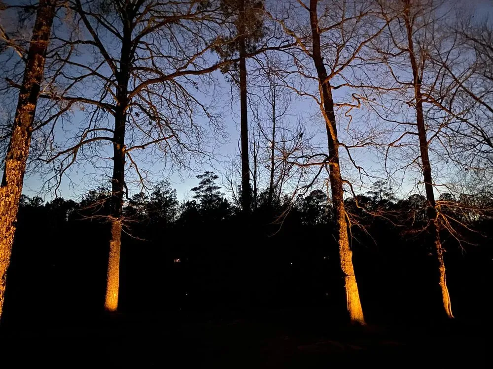 Trusted yard cleanup service in Thomasville, GA by Strut Lawn