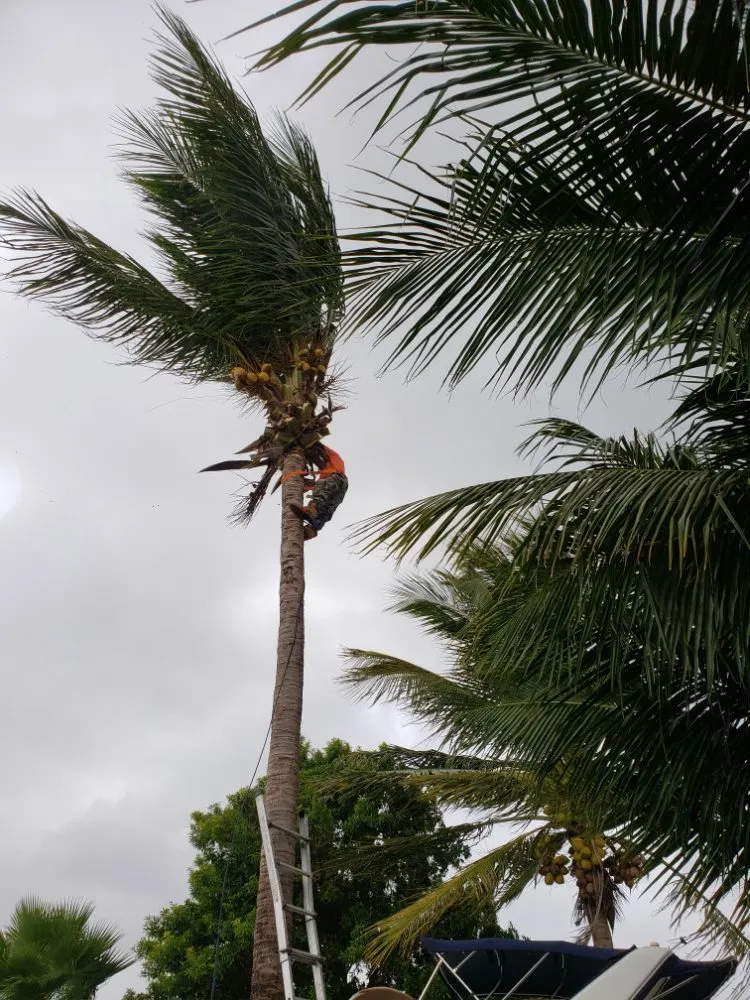 Professional landscaping services in Miami, FL - Stuckey Lawn and Maintenance