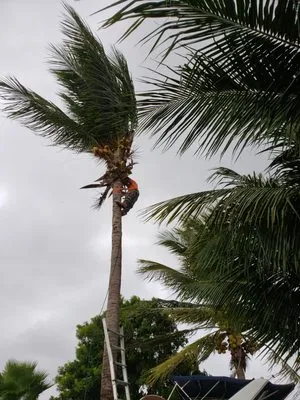 Stuckey Lawn and Maintenance Logo