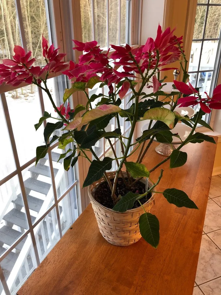 Custom outdoor landscaping for outdoor upgrades in Rochester, NH by Studley's Flower Gardens