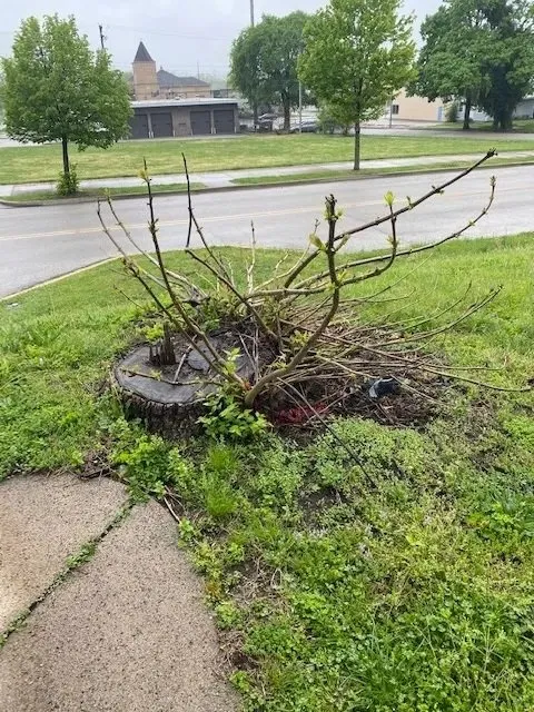 Expert landscape design in Terre Haute, IN - Stump and Grind