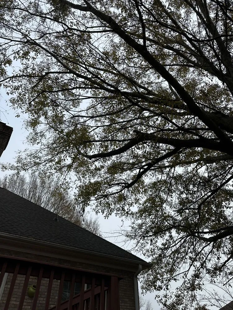 Trusted yard cleanup service for beautiful yards across Sharon, SC - Stump Away Landscaping
