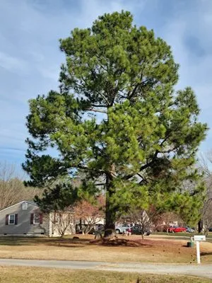 Stump B Gone Tree Removal Services and Stump Grinding Logo