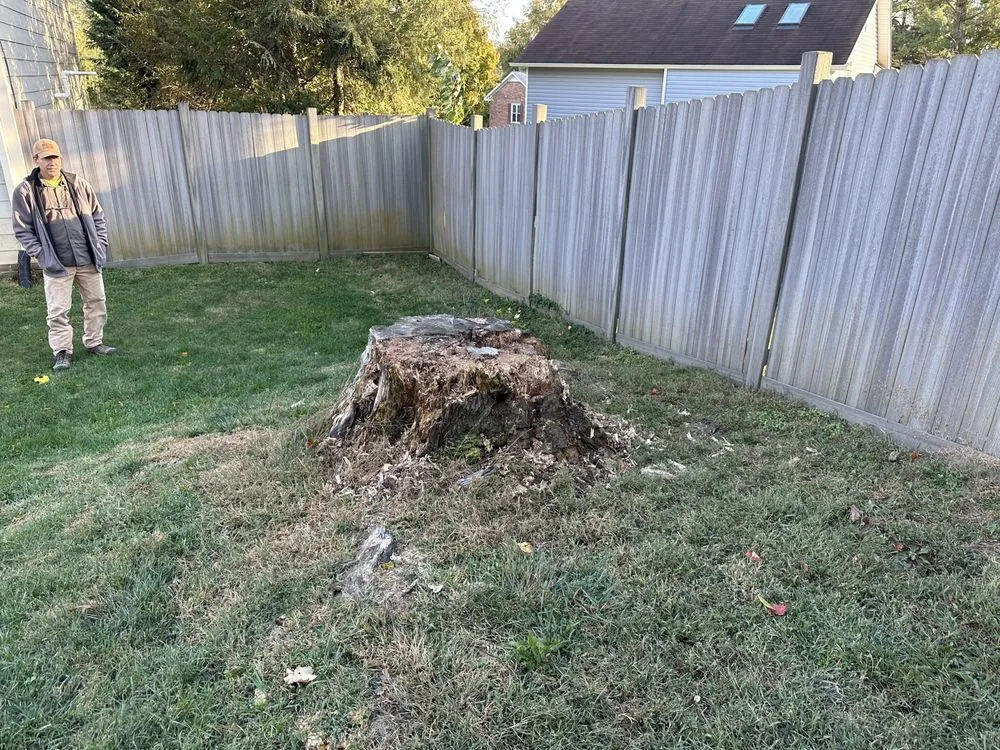 Expert yard cleanup service in Hollins, VA - Stump Busters