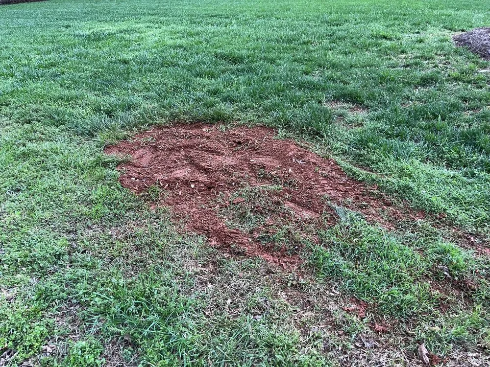Professional lawn care service in Matthews, NC by Stump Busters Stump Grinding