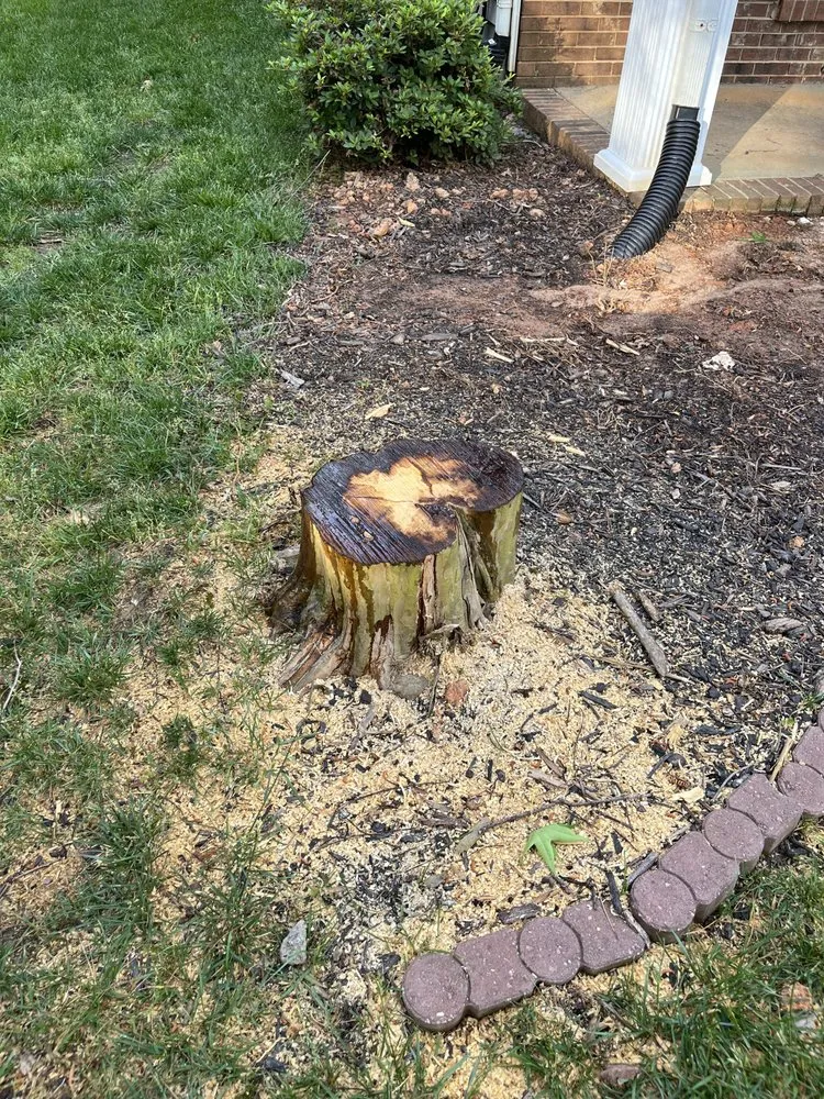 Top-rated yard cleanup service experts serving Matthews, NC - Stump Busters Stump Grinding