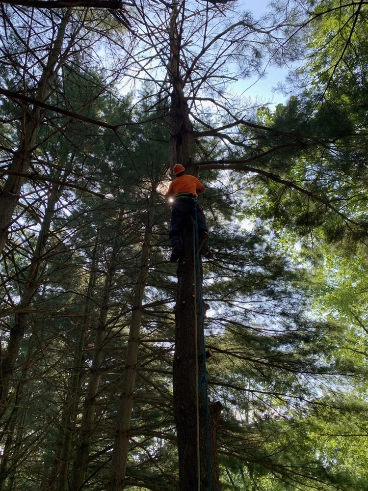 Top-rated yard cleanup service experts serving Onondaga, MI - Stump Busters Tree Service