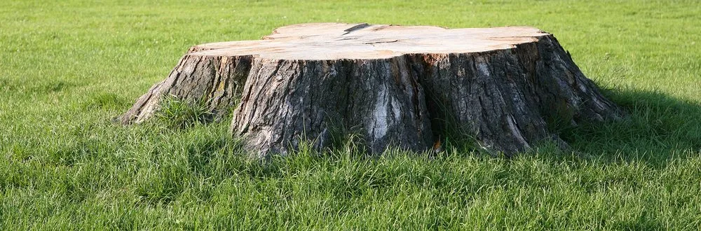 Trusted residential landscaping in Fountain Run, KY - Stump Grinding