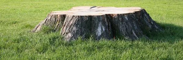 Stump Grinding